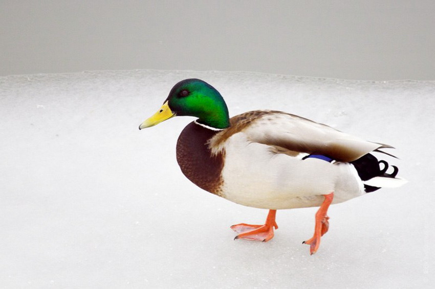 Брянцам предложили пересчитать зимующих водоплавающих птиц