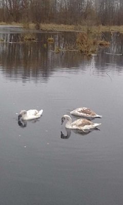 Три лебедя остались зимовать на озере под Стародубом