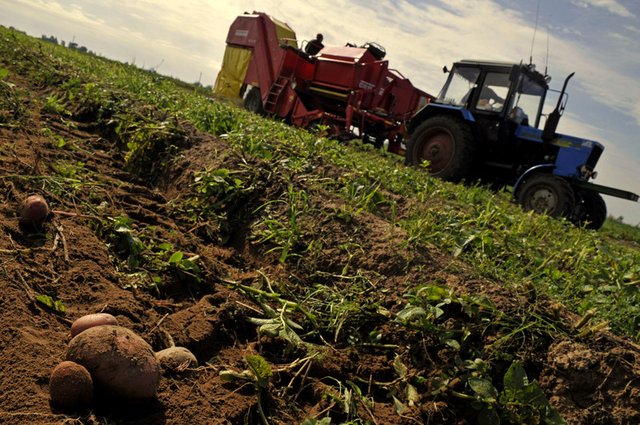 В Карачевском районе выросло производство картофеля и зерна