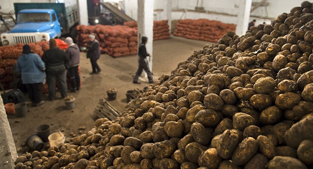 В Рогнединском районе выросло производство картофеля и зерновых