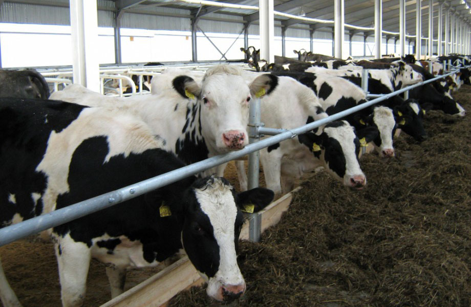 В Карачевском районе на треть выросло поголовье крупного рогатого скота