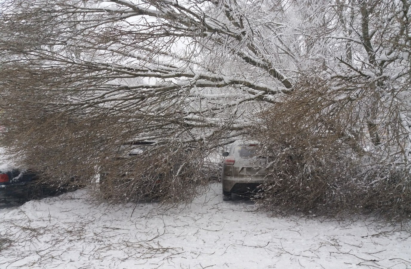 В Брянске снег и ветер роняли деревья