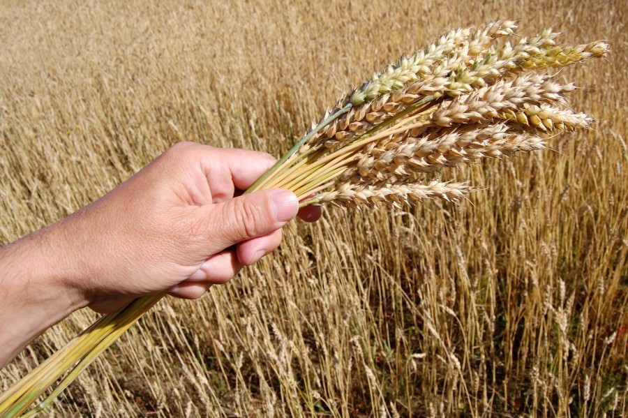 В Гордеевском районе собран рекордный за всю историю урожай зерна