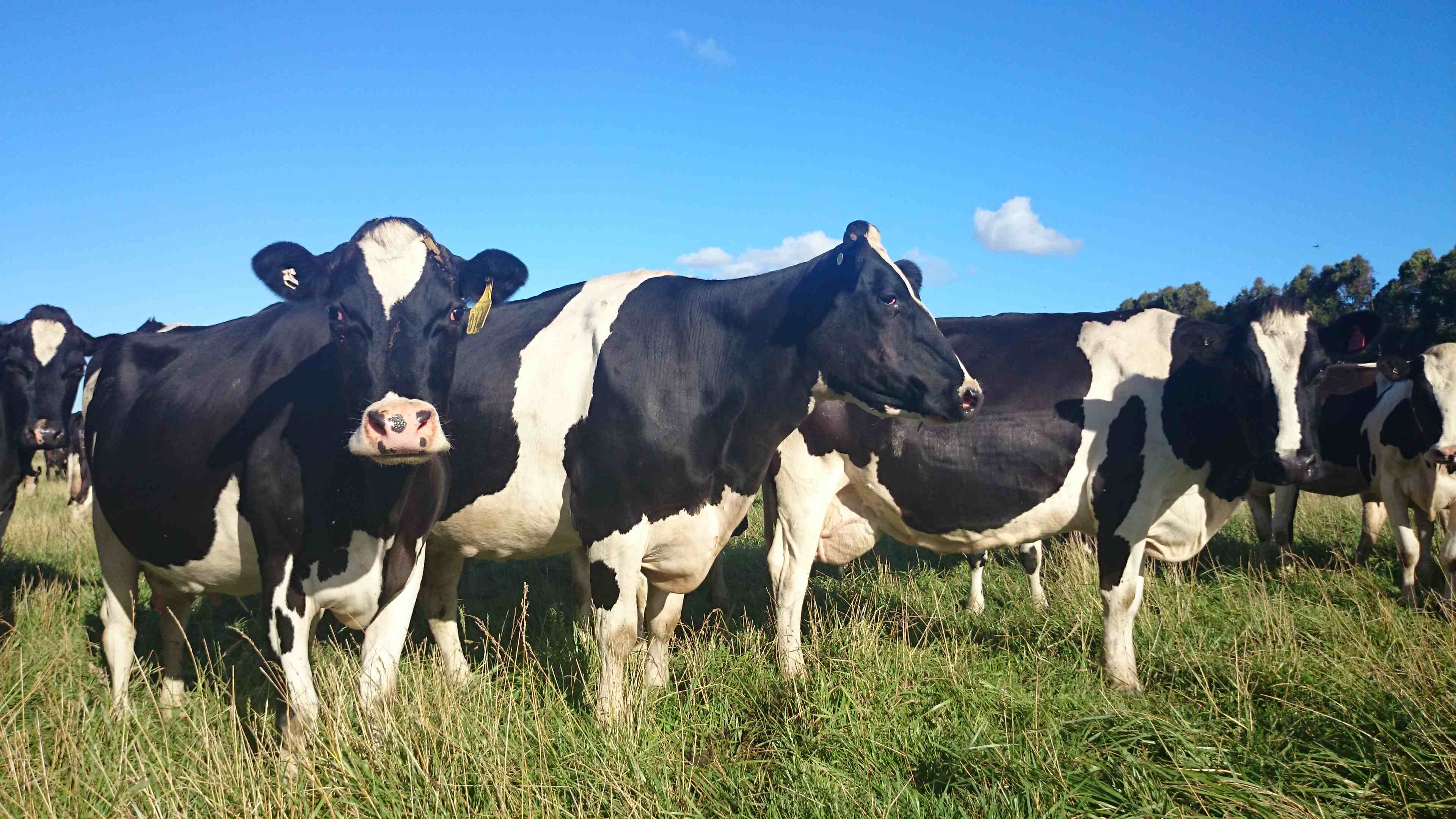 В Рогнединском районе растет поголовье крупного рогатого скота