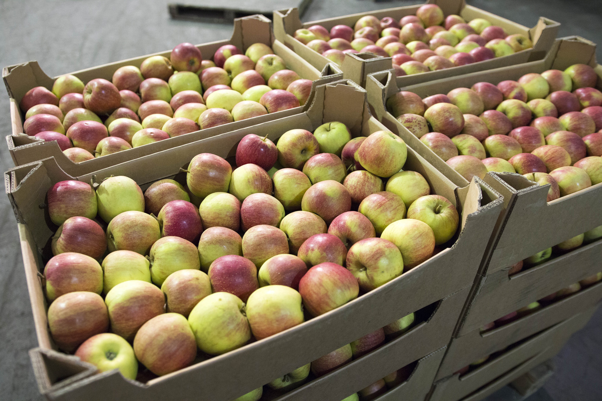 Через Брянщину из Белоруссии тоннами везут санкционные яблоки