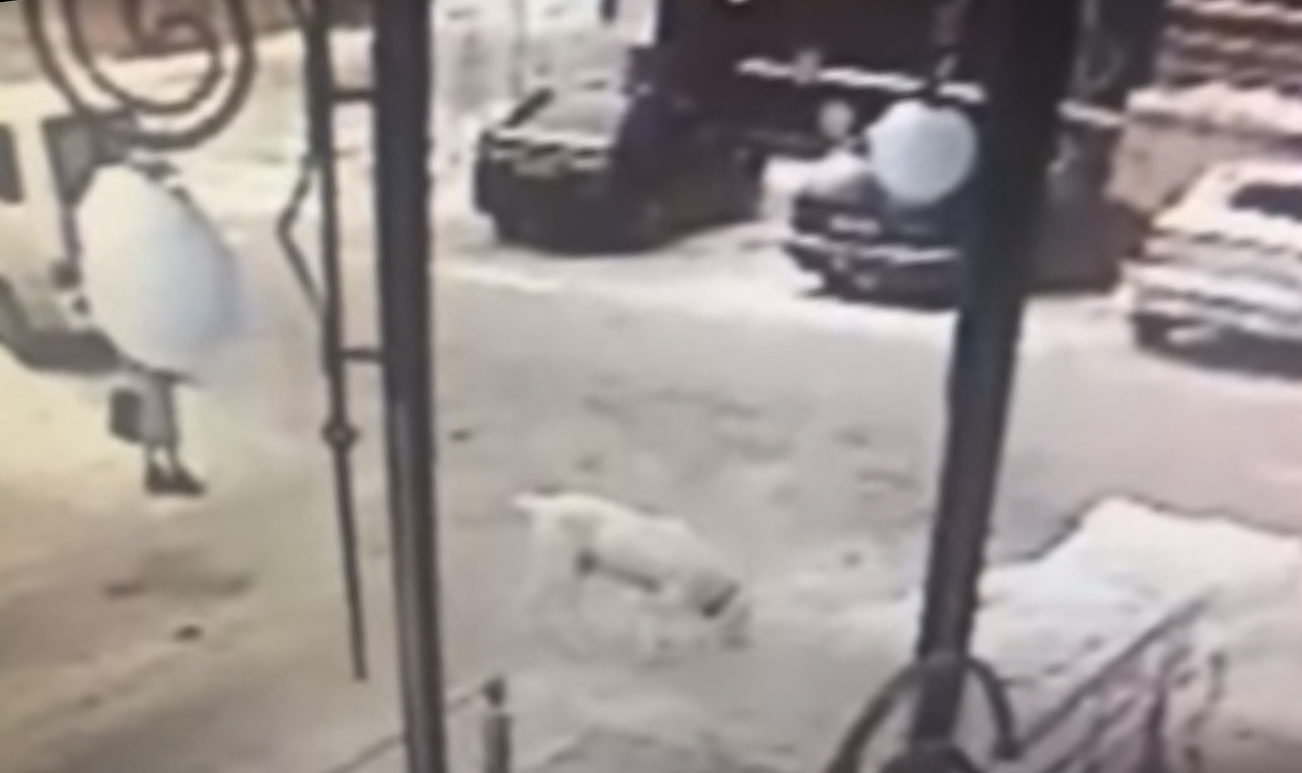 Нападение алабая на девушку в Брянске попало в объектив камеры видеонаблюдения