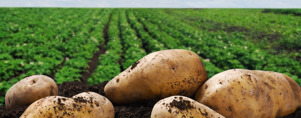 В Клинцовском районе увеличилась урожайность зерновых и картофеля