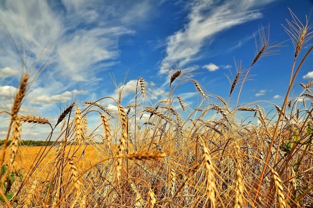 В Комаричском районе за год на треть увеличился сбор зерновых
