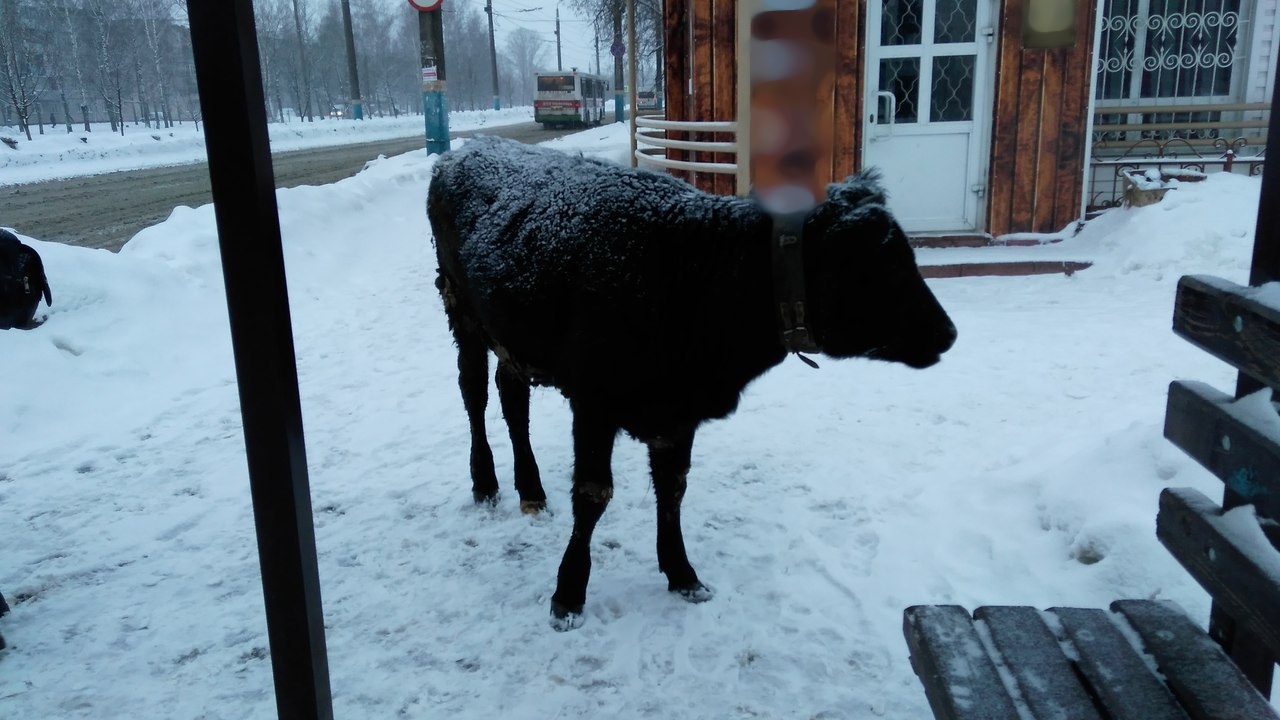 По утреннему Брянску разгуливал черный бык