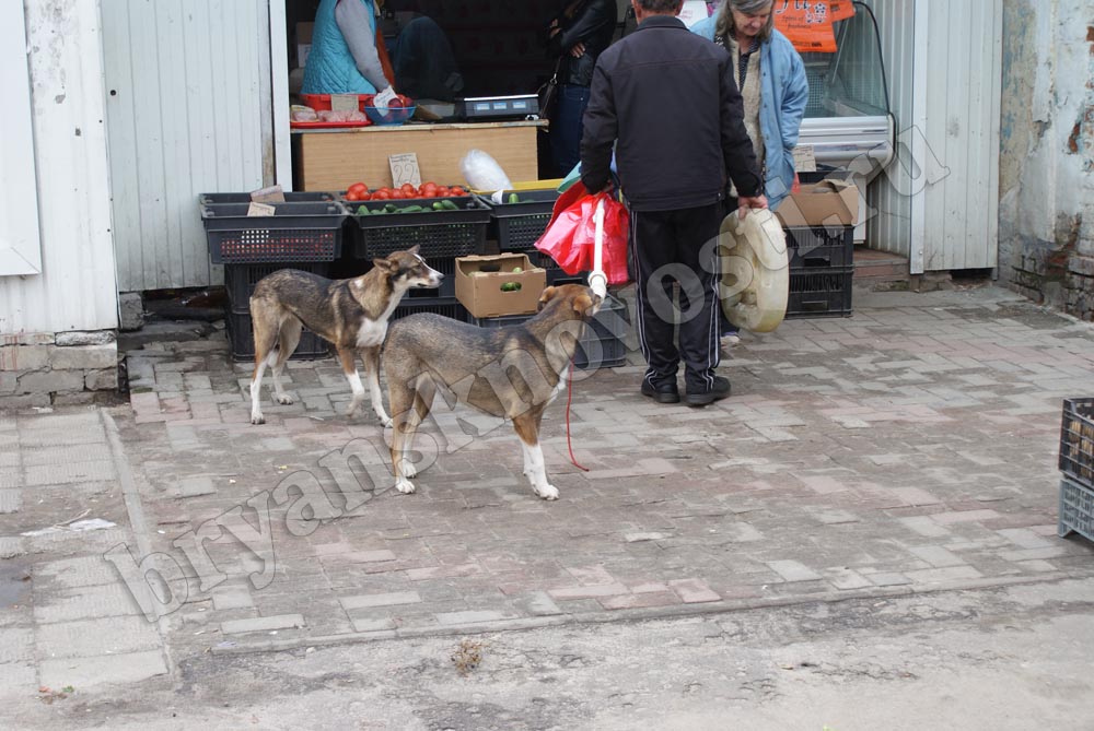 Почти 200 жителей города Новозыбкова и Новозыбковского района покусали животные