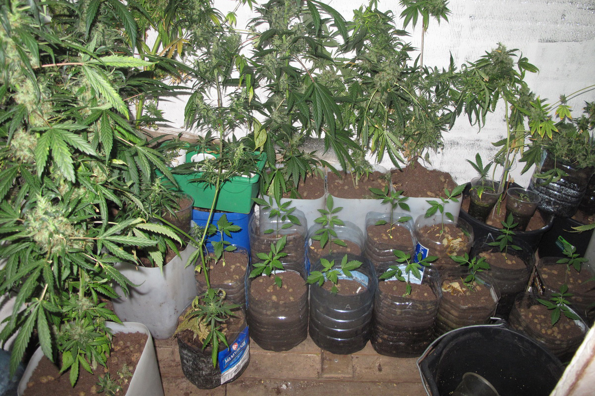 Можно ли выращивать марихуану зимой конопля поднимает давление