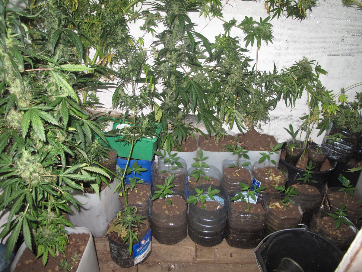 Можно ли выращивать марихуану зимой дикорастущая конопля наркотик