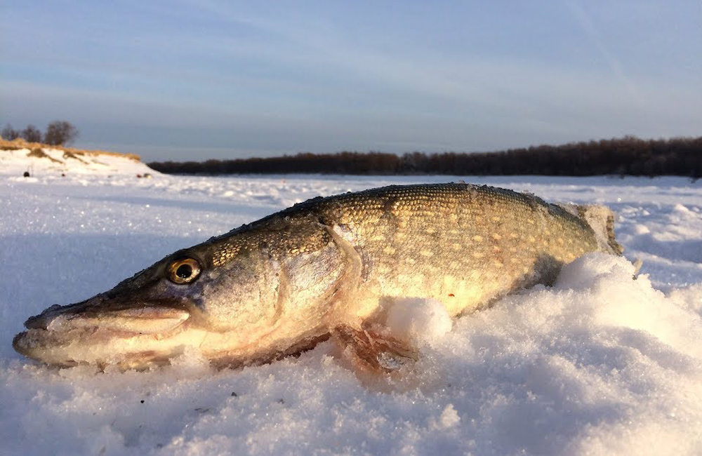 В Новозыбкове победители турнира «Золотая рыбка» поймали почти семь килограммов рыбы на двоих