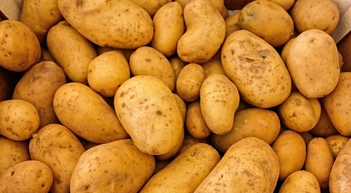Сотрудник погарского сельхозпредприятия украл картофель на полмиллиона рублей