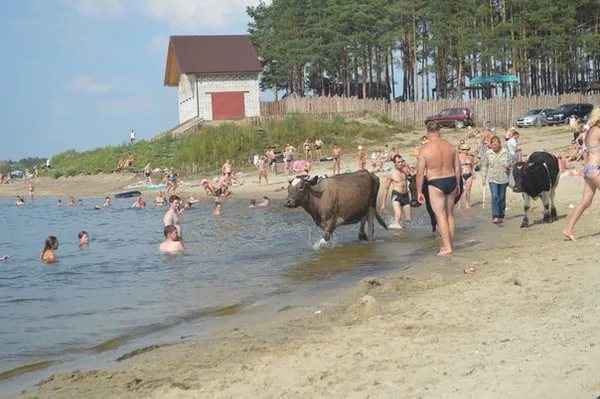 Пляж на Орлике в Брянске не прошел проверку на безопасность