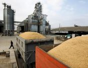 Зерно из Брянщины и Смоленщины экспортируется в Белоруссию, Польшу, Сербию, Грузию и Хорватию