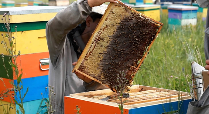 Брянские пчеловоды открыли сезон с месячным опозданием