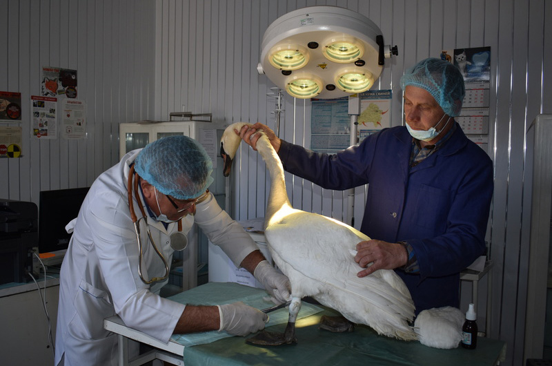 В Суражском районе спасли подстреленного лебедя