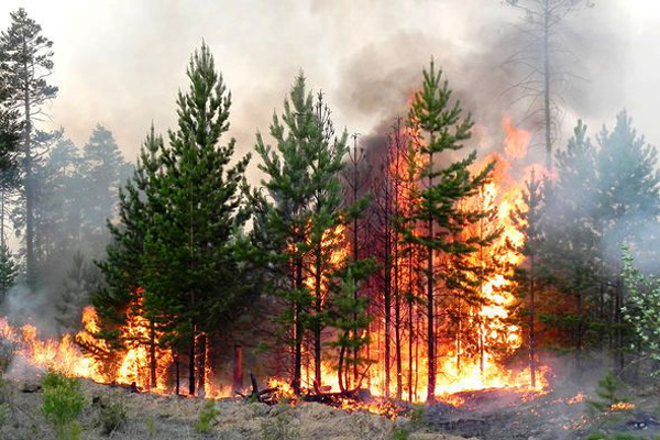 Тушить пожары нечем в нескольких районах Брянской области