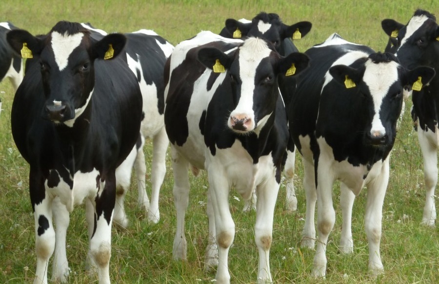 За десятилетие брянские фермеры втрое увеличили поголовье крупного рогатого скота