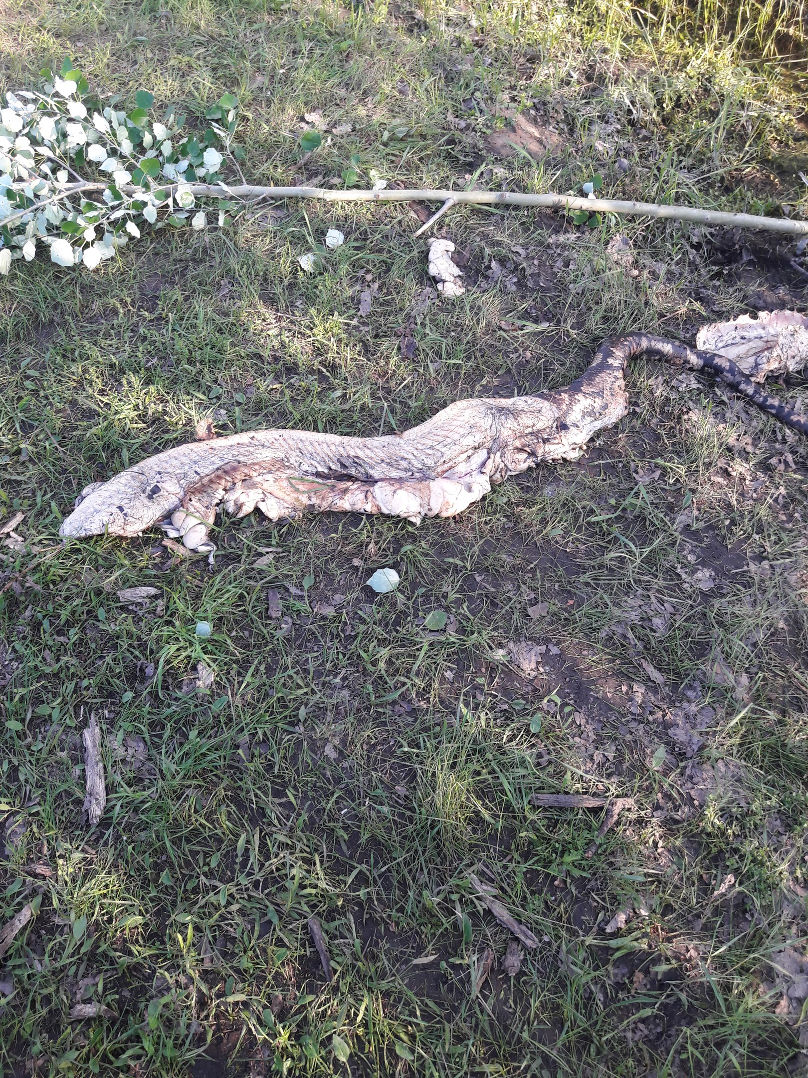 Появились подробности гибели удава в Трубчевском районе