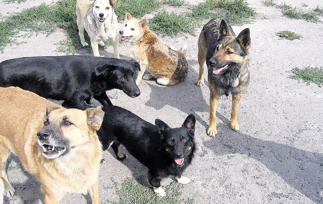 В Новозыбкове за первые шесть майских дней бродячие псы укусили четырех человек