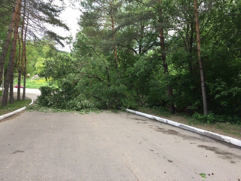 Упавшее дерево заблокировало дорогу в Брянске