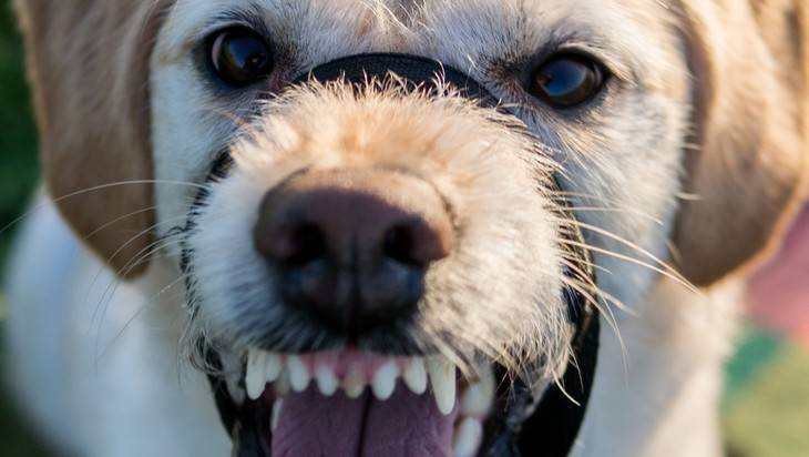 В Брянске собаки покусали более 400 человек