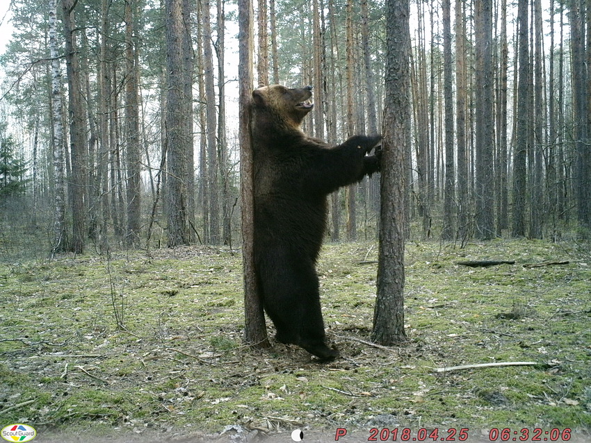 Гигантский медведь попал в фотоловушку «Брянского леса»