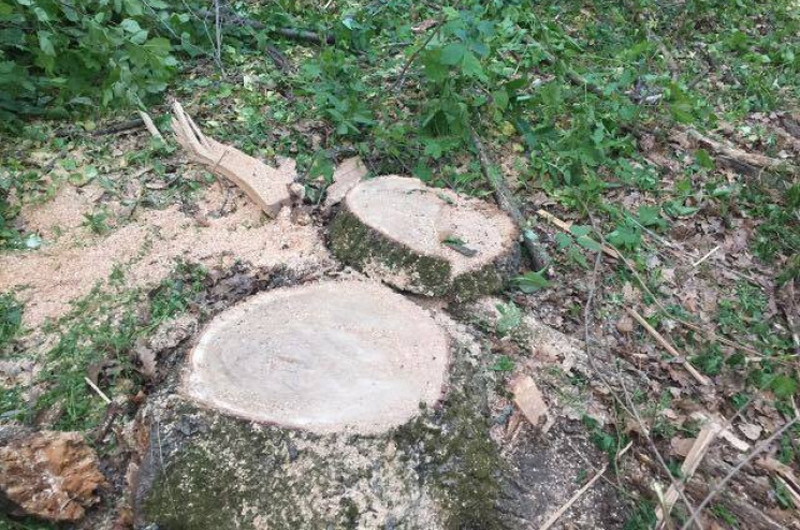В Жирятинском районе ищут черного лесоруба, уничтожившего дуб