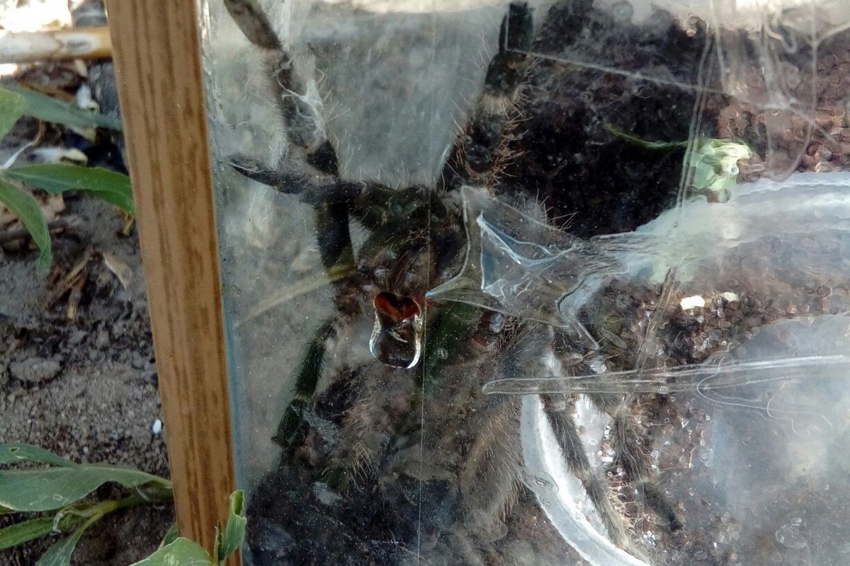 В Брянске возле детской площадки выкинули паука с выводком