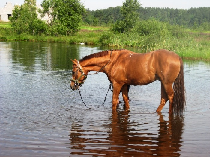 В Новозыбковском районе при переправе через Ипуть на лошади утонул подросток