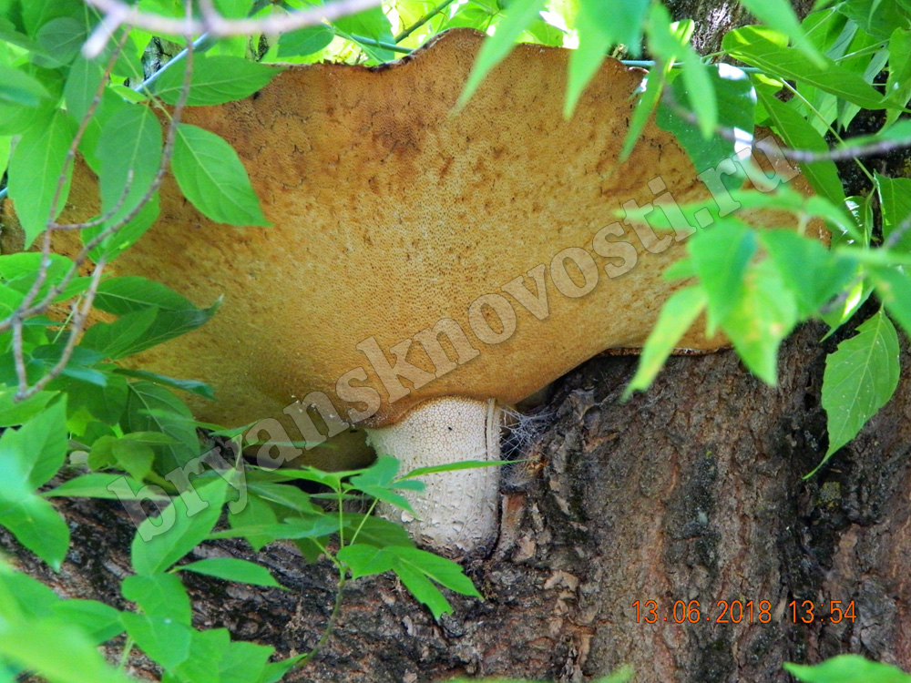 В Новозыбкове на дереве вырос чудо-гриб