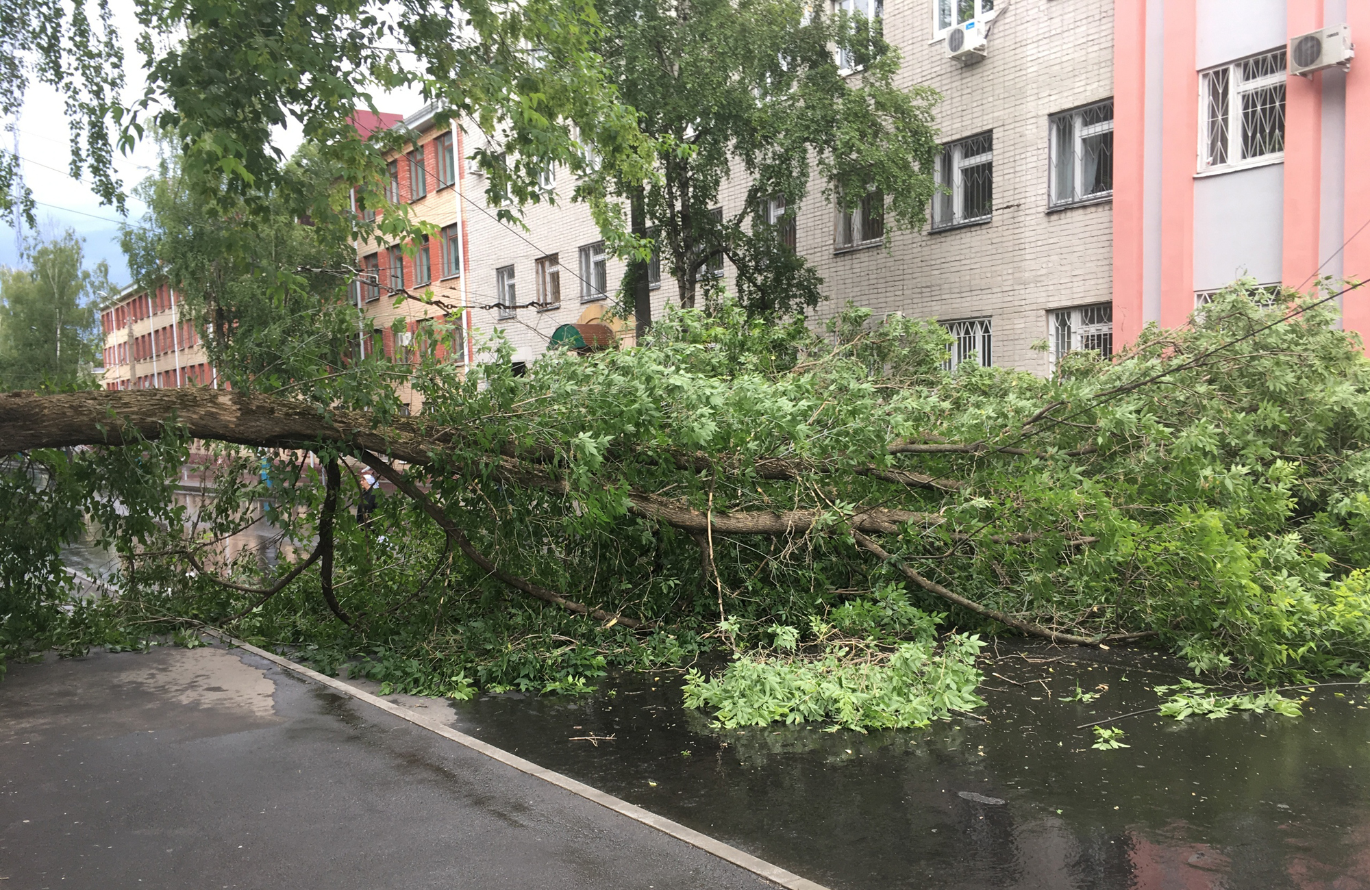 В Брянске упавшее дерево парализовало движение на перекрестке