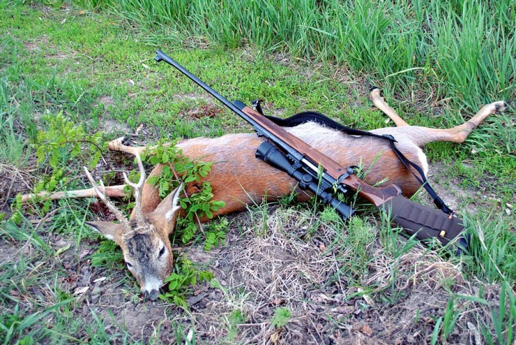 В Севском районе браконьеры убили 11 лисиц и косулю