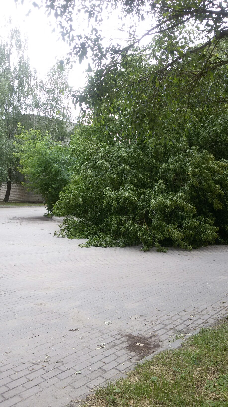 В Брянске упавшее дерево перегородило дорогу и тротуар