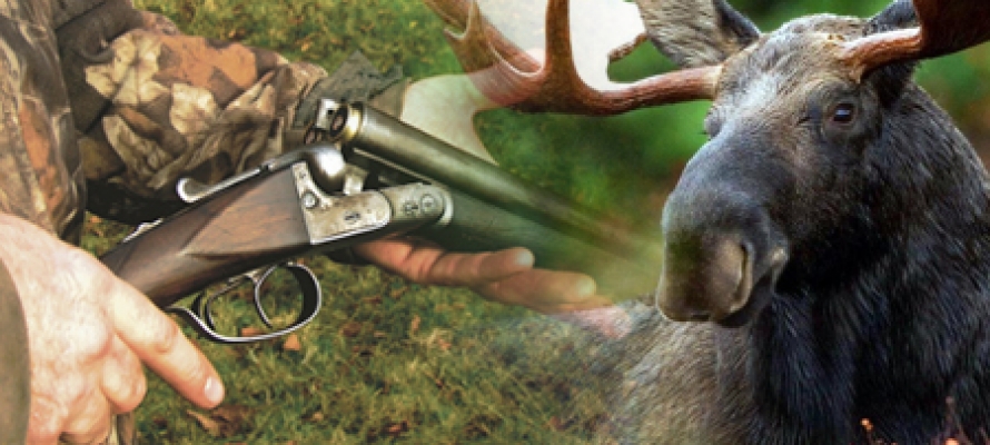 Инспектор Департамента природных ресурсов и экологии Брянской области незаконно убил лося и оленя