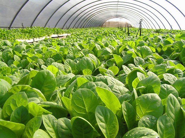 В Брянской области выросло производство табака и химии