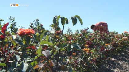 Суземские цветоводы собираются потеснить с рынка голландские розы