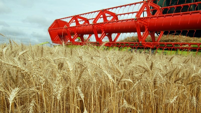 Более пяти тысяч тонн зерна экспортировали за неделю брянские и смоленские аграрии