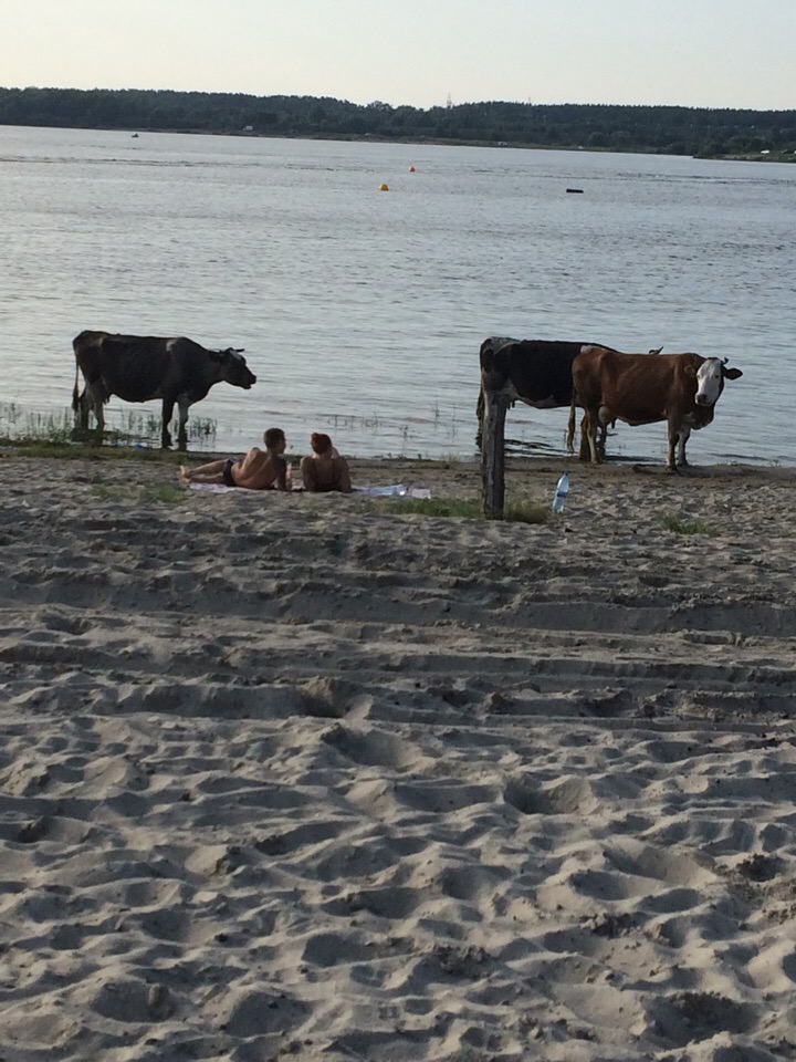 «Опа! Телки топлесс!»: пляж на озере Орлик в Брянске приглянулся коровам