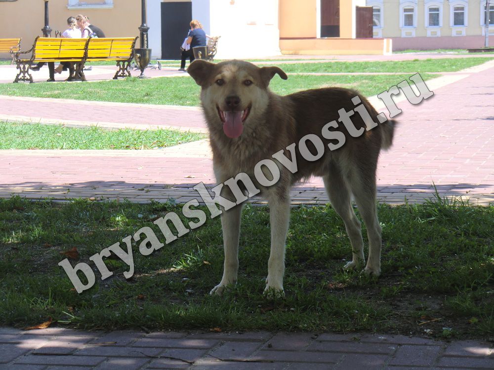В Новозыбкове 17 пострадавших от собак за две недели