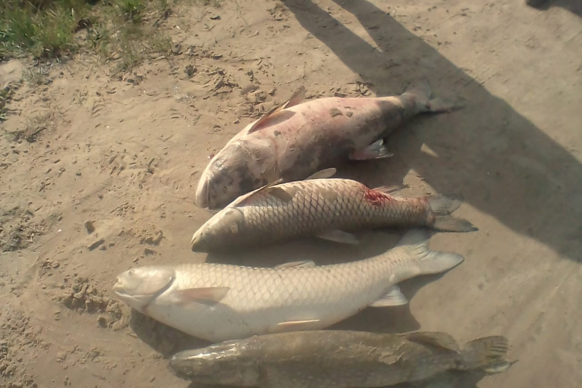 В Карачевском районе гибнет рыба в озере