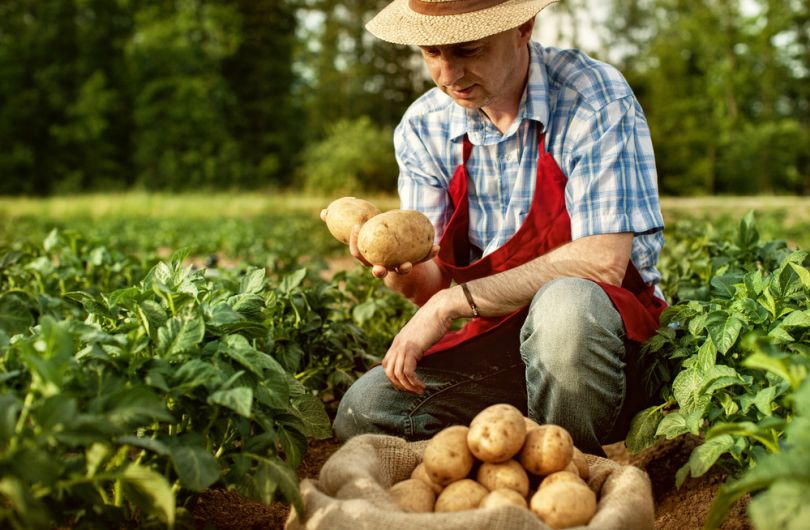 Брянские огородники предпочитают сажать картофель, фермеры – зерновые