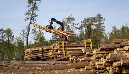 Продажа брянского леса пополнит бюджет региона на миллионы