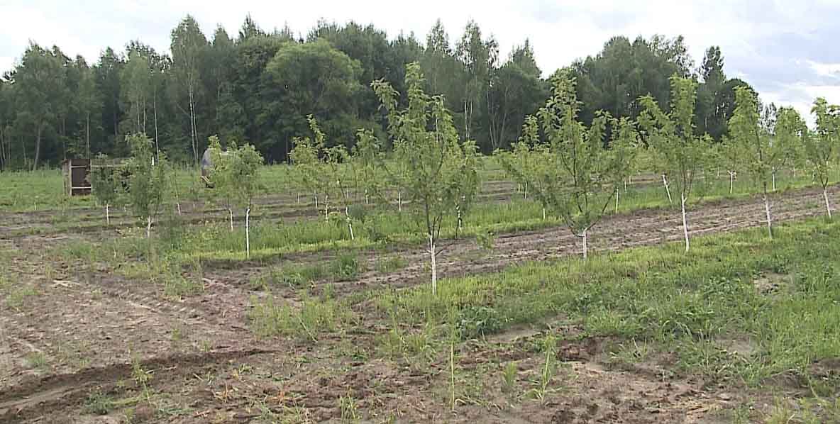 В Брянской области закладывают новые фруктовые сады