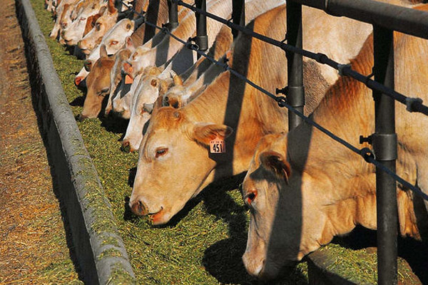 Поголовье крупного рогатого скота на Брянщине приближается к полумиллиону