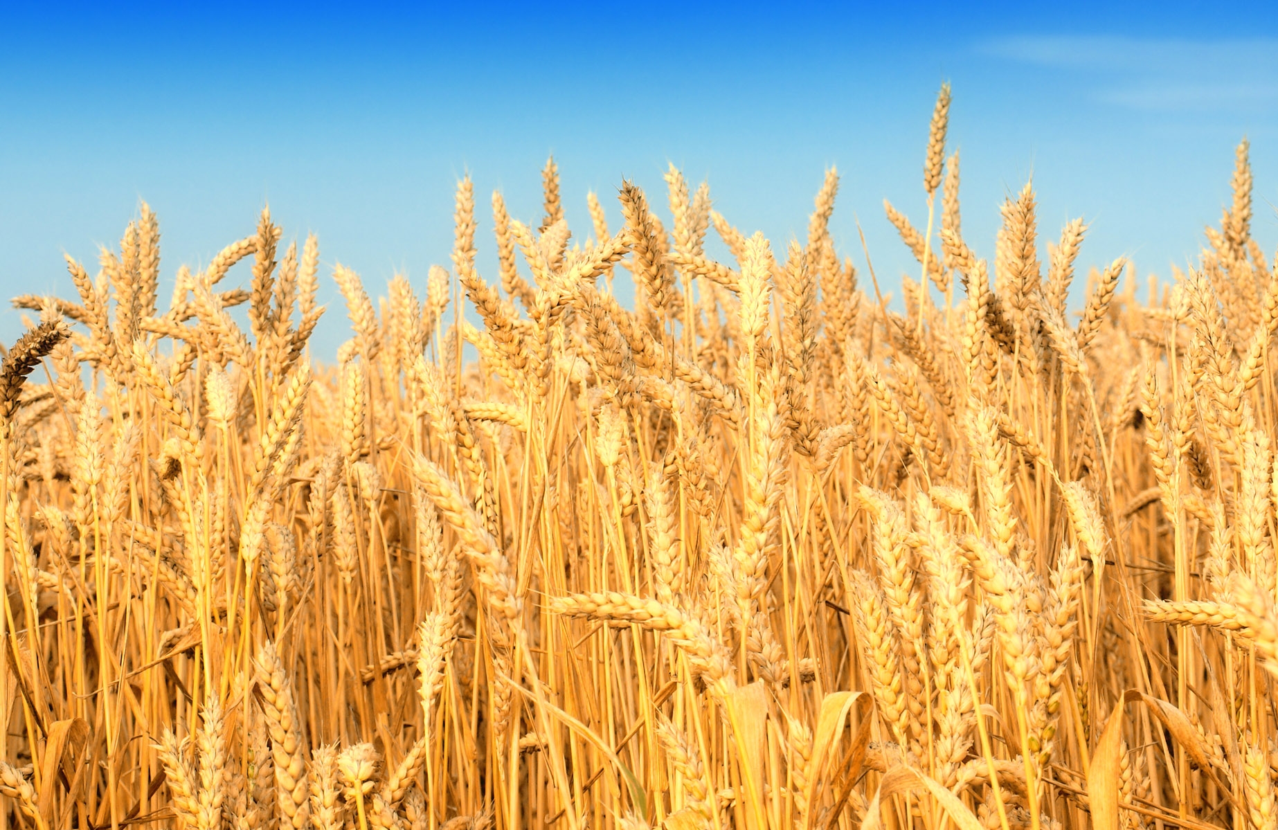 Брянщина вошла в тройку лидеров по урожайности зерновых в ЦФО