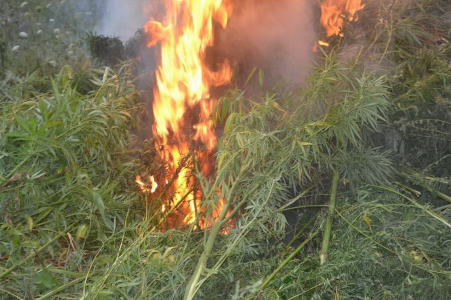 Поле конопли сожгли в Погарском районе