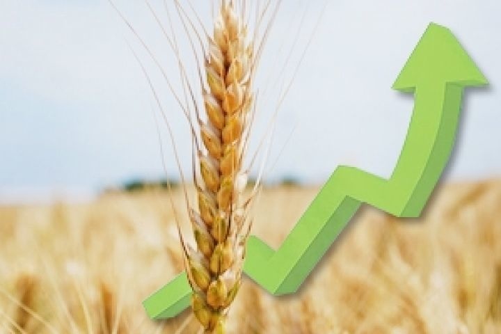 Экспорт брянской пшеницы в Белоруссию вырос в 30 раз